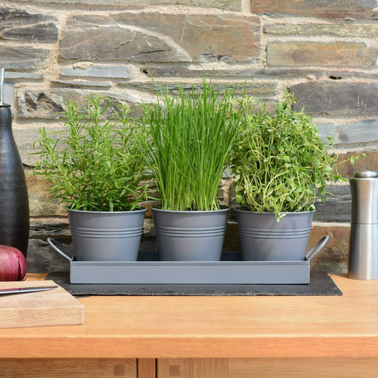 Indoor Herb Planters Tray Kitchen Windowsill Plant Pot with Handle Charcoal Set